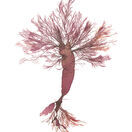 Dulse & Siphon Weed (Charmouth) - Pressed Seaweed Print A4 (Framed / Unframed) additional 1