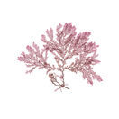 Red Comb Weed - Pressed Seaweed Print A3 additional 1