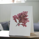 Pack of 8 British Seaweeds Greetings Cards - Set 1 additional 11