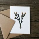 Pack of 8 British Seaweeds Greetings Cards - Set 1 additional 6