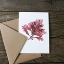 Pack of 8 British Seaweeds Greetings Cards - Set 1 additional 5