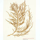 Seaweed Print Linen Tea Towel - Desmarest's Flattened Weed additional 1