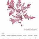 British Seaweeds 2022 Calendar additional 6