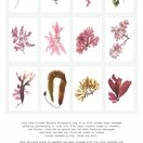British Seaweeds 2022 Calendar additional 13