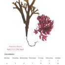 British Seaweeds 2023 Calendar additional 13