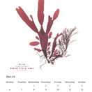 British Seaweeds 2023 Calendar additional 4