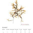 British Seaweeds 2023 Calendar additional 12