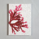 Seaweed Print Notebook A5 - Beautiful Fan Weed additional 1