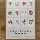 12 British Seaweed Postcards - Isles of Scilly Collection additional 1