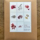 Pack of 8 British Seaweeds Greetings Cards - Isles of Scilly additional 1