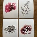 Pack of 8 British Seaweeds Greetings Cards - Isles of Scilly additional 2