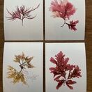 Pack of 8 British Seaweeds Greetings Cards - Isles of Scilly additional 3