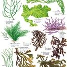 Common Seaweeds Identity Chart additional 1