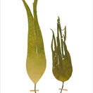 Oar Weed (pair) - Pressed Seaweed Print - A3 additional 1