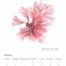 Seaweed Calendar 2024 - SPECIAL OFFER! additional 10