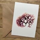 Irish Moss Greeting Card (Isles of Scilly) additional 1