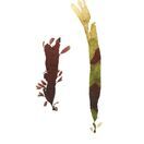 Dulse (Pair) - Pressed Seaweed Print A3  (framed / un-framed) additional 1