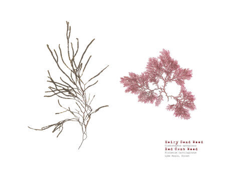 Hairy Sand Weed & Red Comb Weed - Pressed Seaweed Landscape A4 Print