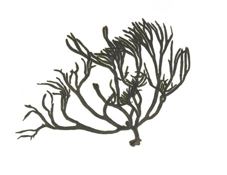 Velvet Horn Weed - Pressed Seaweed Print A1 (landscape)