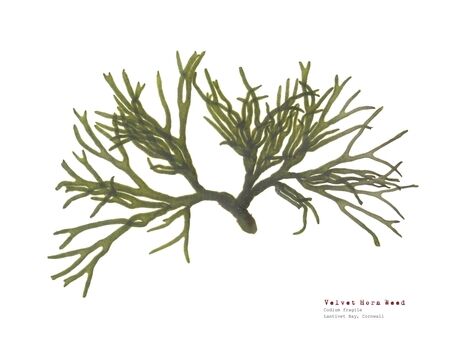Velvet Horn Weed - Pressed Seaweed Print A4 - (Landscape)