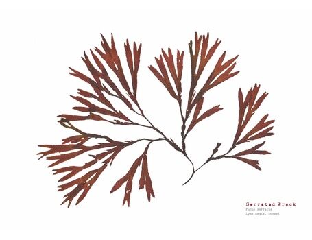 Serrated Wrack - Pressed Seaweed Print A4 (Landscape)