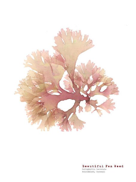 Beautiful Fan Weed (Polridmouth) - Pressed Seaweed Print A3  (framed / un-framed)