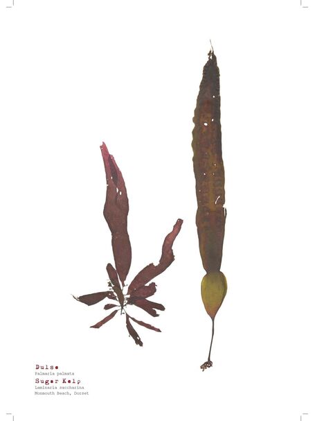 Dulse & Sugar Kelp - Pressed Seaweed Print A4