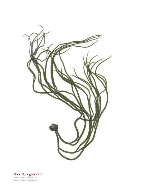 Sea Spaghetti - Pressed Seaweed Print A3