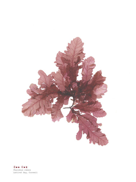 Sea Oak (Lantivet Bay) - Pressed Seaweed Print A3