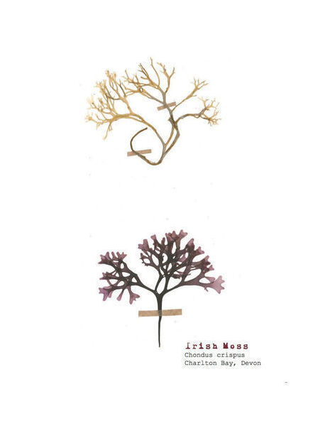 Single Postcard - Irish Moss (pair)