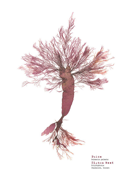 Dulse & Siphon Weed (Charmouth) - Pressed Seaweed Print A4 (Framed / Unframed)