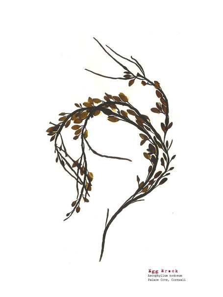 Egg Wrack (Palace Cove) - Pressed Seaweed Print A4 (Framed / un-framed)