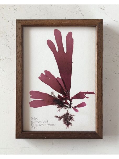 Original Framed Seaweed Pressing - Dulse & Siphon Weed