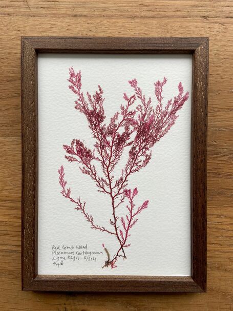 Original Small  Framed Seaweed Pressing - Red Comb Weed