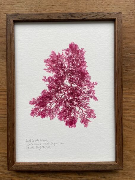 Original Small Framed Seaweed Pressing - Red Comb Weed