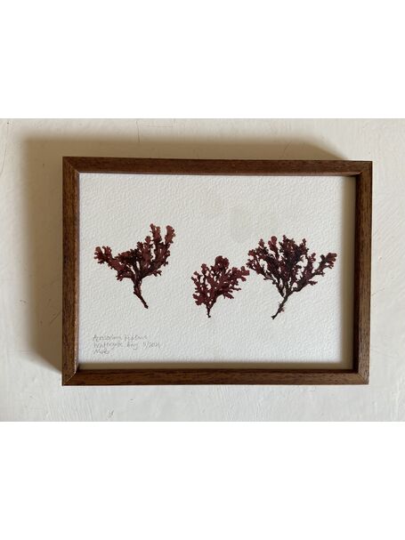 Original Mini Framed Seaweed Pressing - Acrosorium reptans