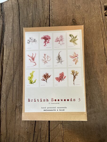 12 British Seaweed Postcards - SET THREE