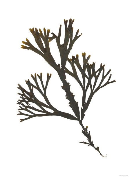 Bladder Wrack - Pressed Seaweed Print A1