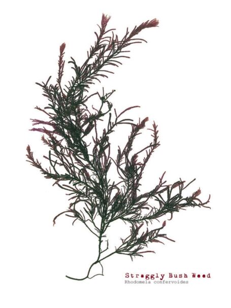 Single Postcard - Straggly Bush Weed