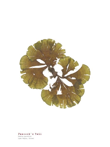 Peacock's Tail - Pressed Seaweed Print A4