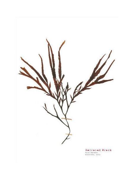 Serrated Wrack (Branscombe) - Pressed Seaweed Print A4