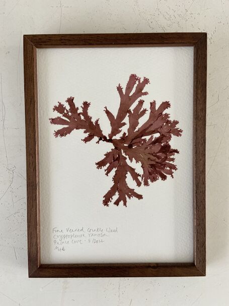 Original Mini Framed Pressed Seaweed - Fine Veined Crinkle Weed