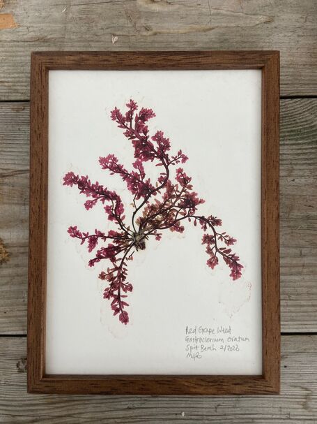 Original Mini Framed Seaweed Pressing - Red Grape Weed