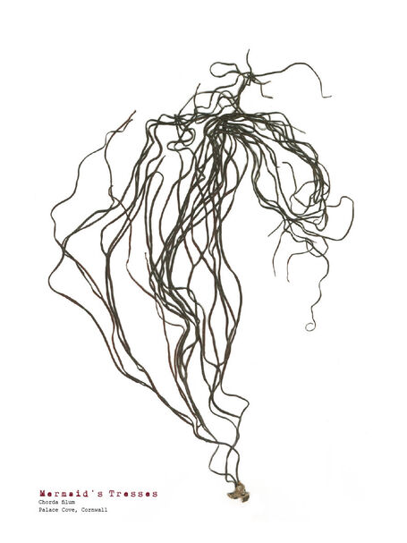 mermaid's tresses - pressed seaweed print - A4