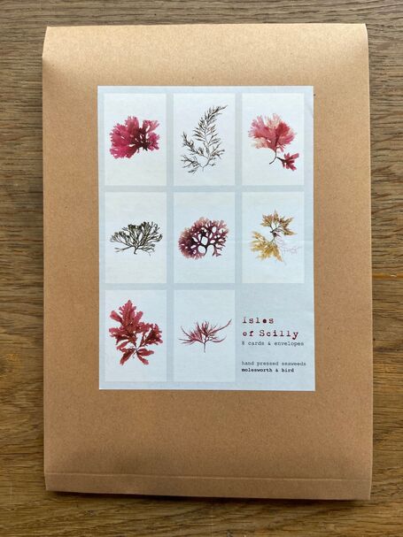 Pack of 8 British Seaweeds Greetings Cards - Isles of Scilly