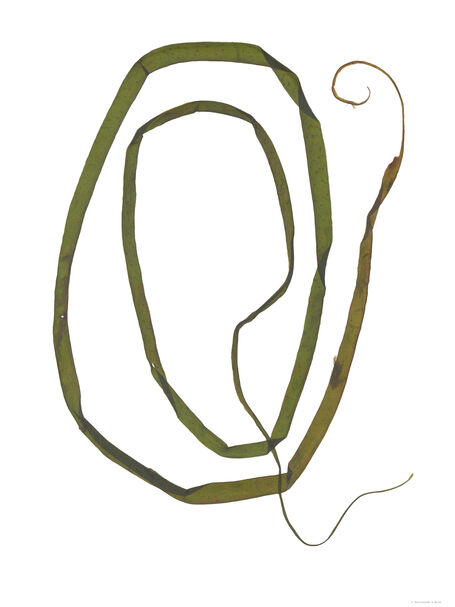Eel Grass - Pressed Seaweed Print - A1